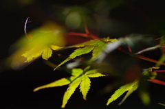 steppin' to Autumn
