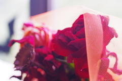 Autumn Rose