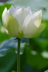 a white lotus -up-