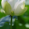  a white lotus -up-