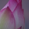 a pink lotus 