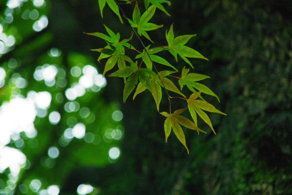green into red