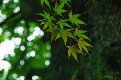 green into red