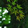 green into red