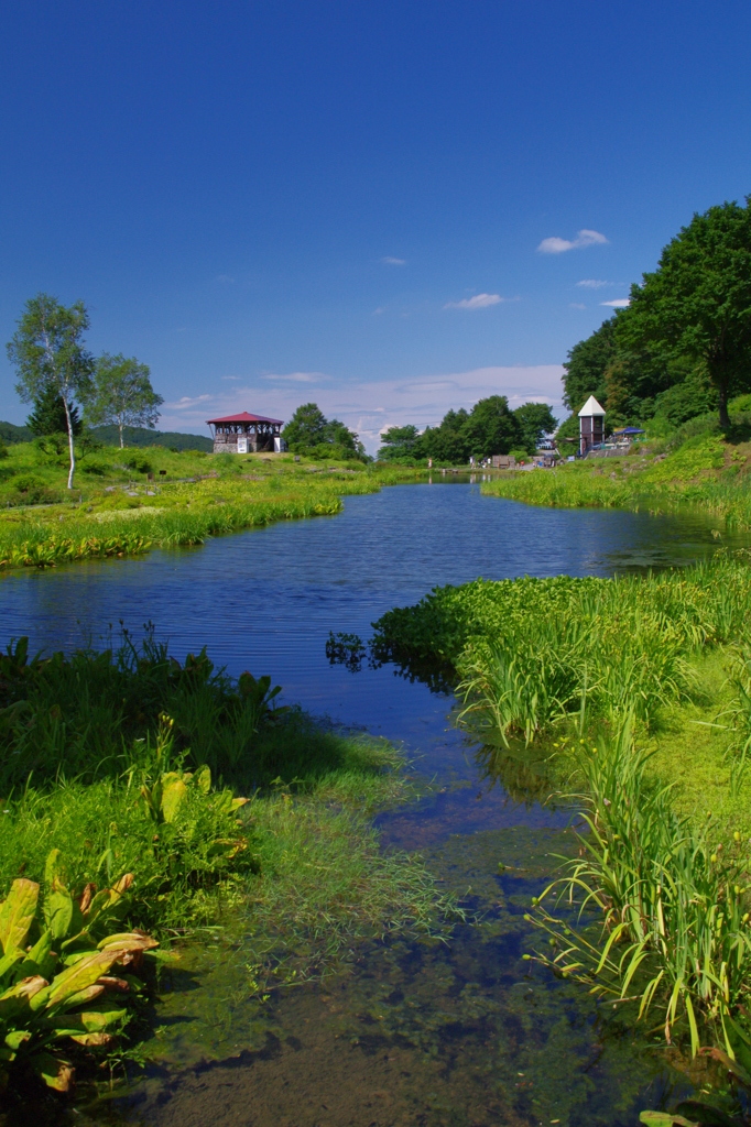 a pond in alpine plant garden