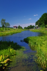 a pond in alpine plant garden