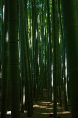 Bamboo Relax