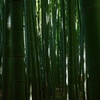 Bamboo Relax
