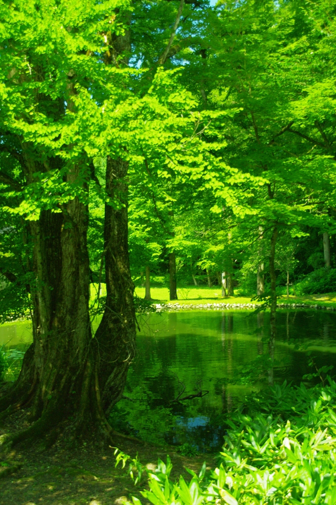 a katsura tree