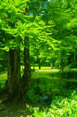 a katsura tree