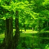 a katsura tree