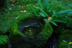 Ever Green2