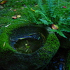 Ever Green2