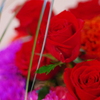 The Roses