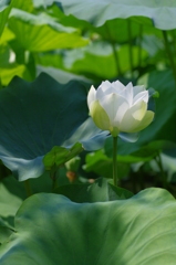 a white lotus