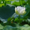 a white lotus