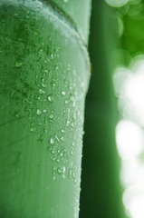 Bamboo