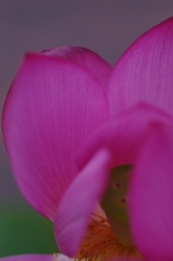 a pink lotus2