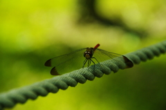 a dragonfly