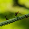 a dragonfly