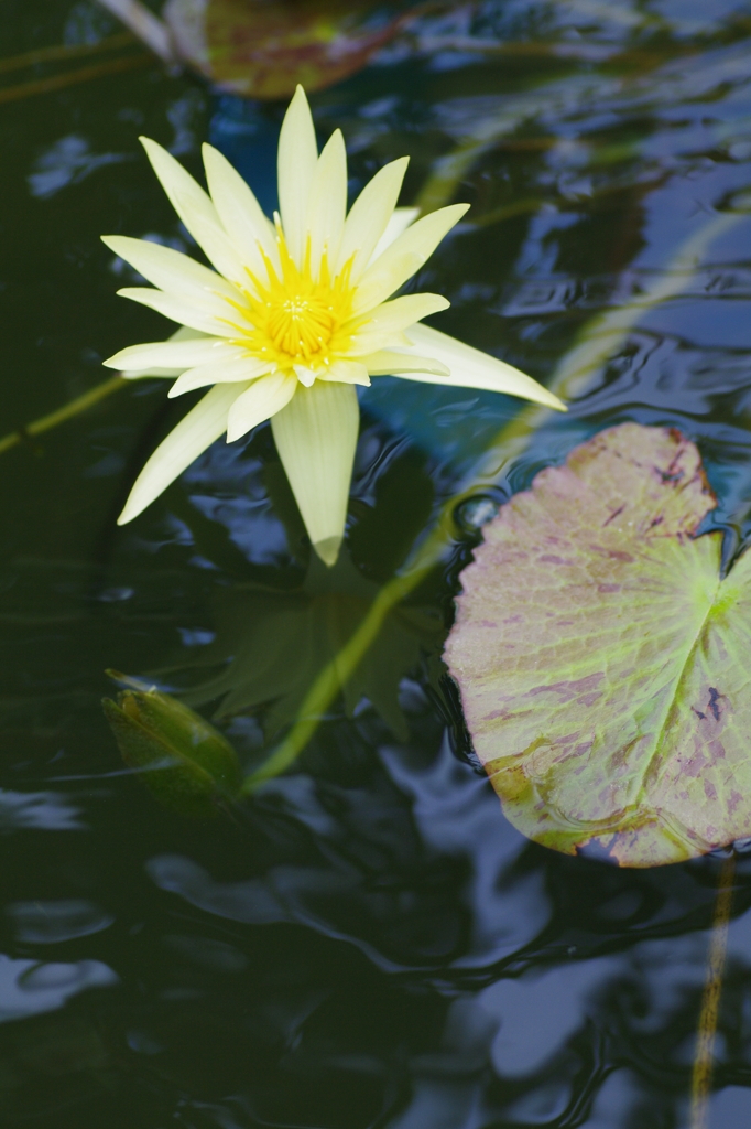a water lily１