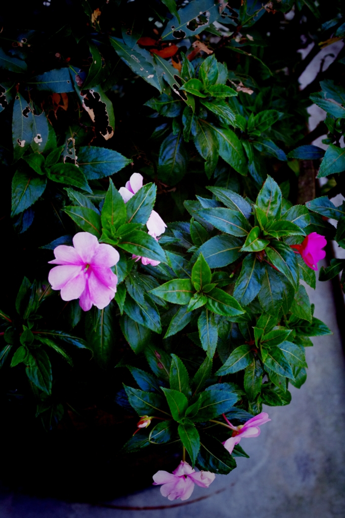 Toy Camera