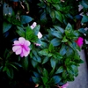 Toy Camera