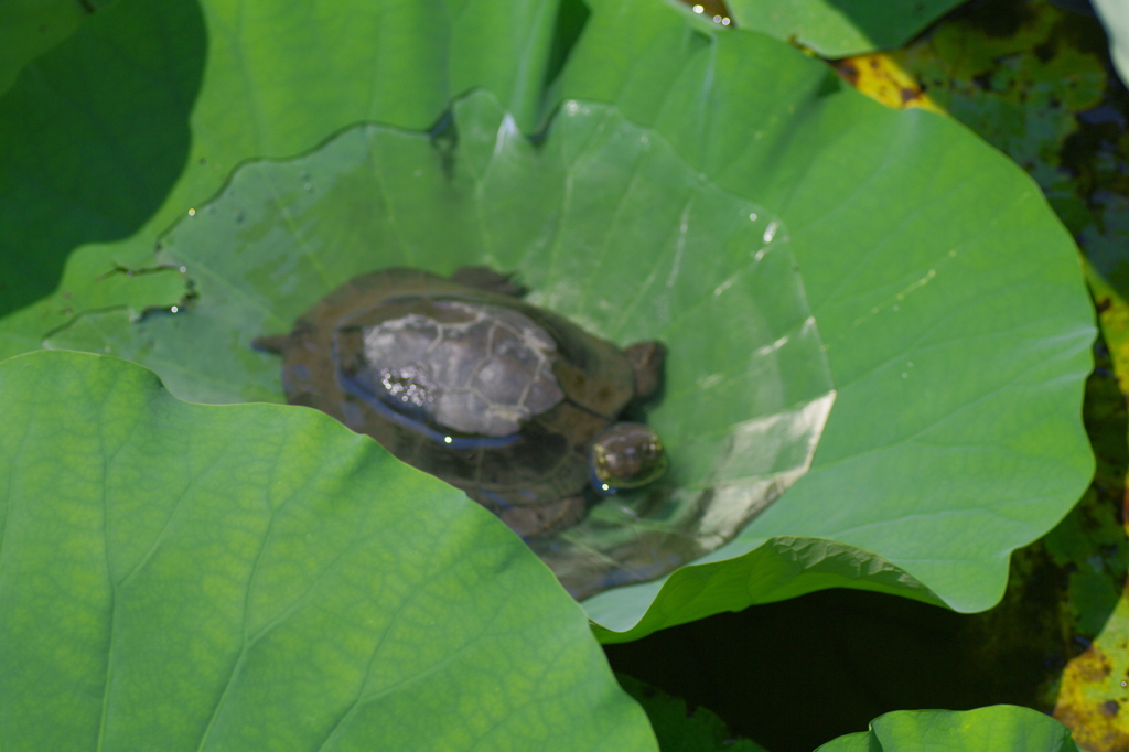 a turtle on reaf of lotus