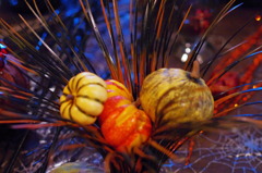 Pumpkin Party