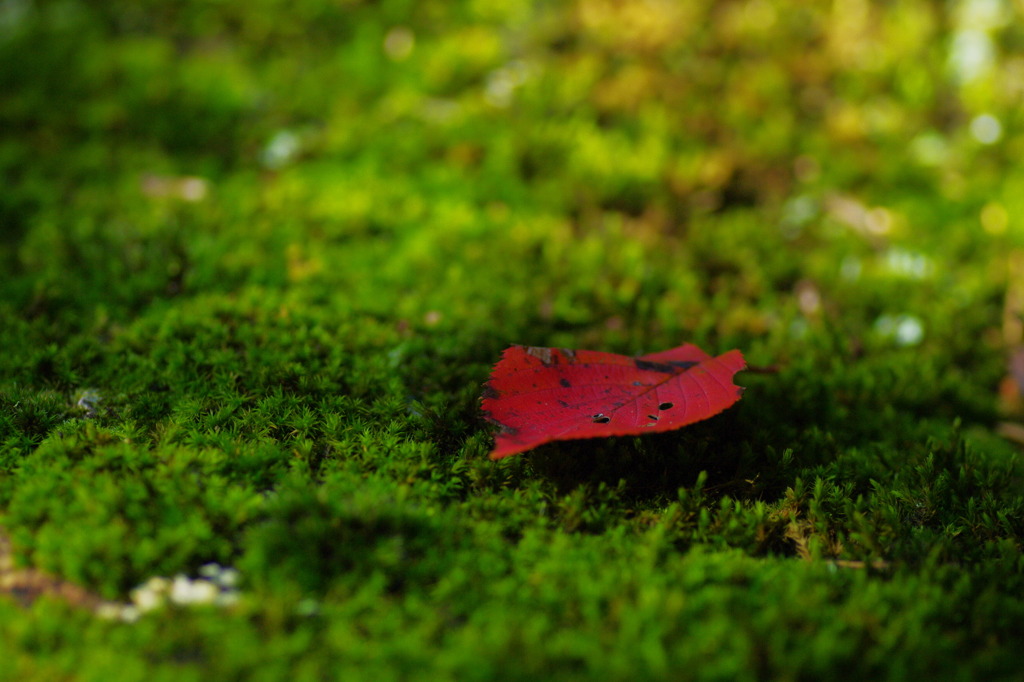 Ever Green4
