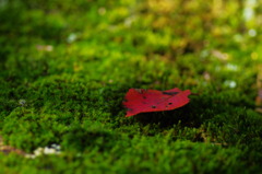 Ever Green4
