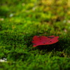 Ever Green4