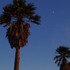 a coconut palm