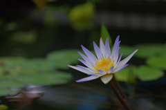 a water lily２