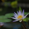 a water lily２