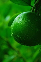 orange