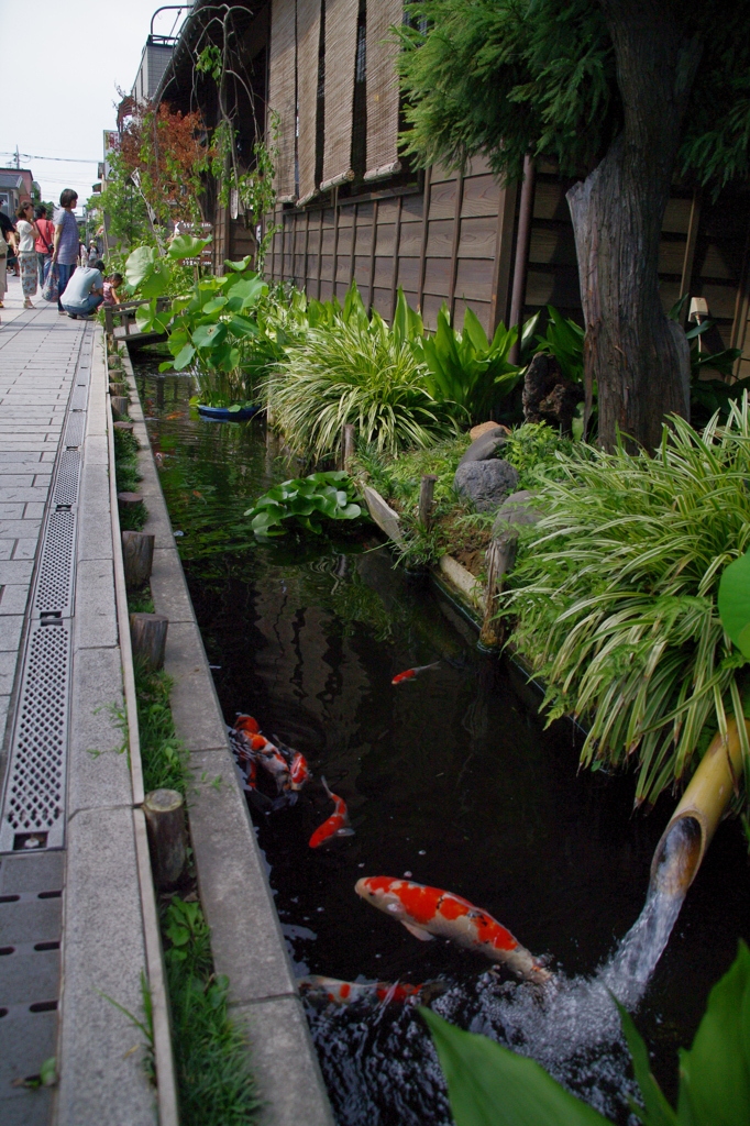 koi