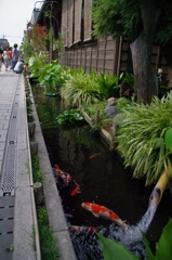 koi