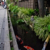 koi