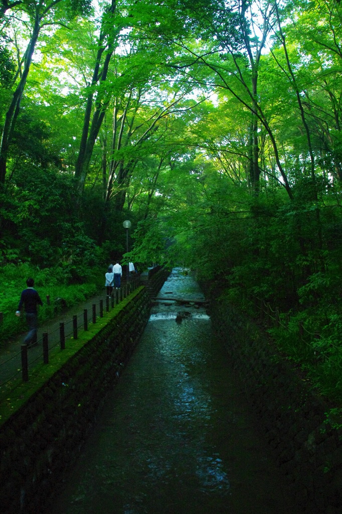 ever green, ever relax...