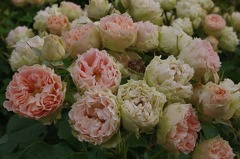 Antique lace