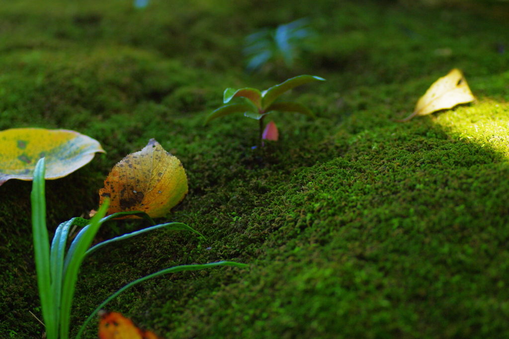 Ever Green3