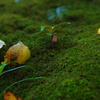Ever Green3