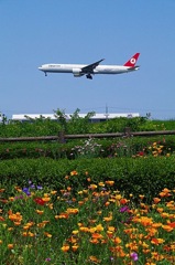 TARKISH Airlines