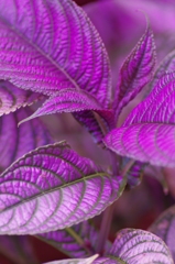 deep purple leaves