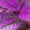 deep purple leaves