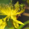 ハナアブと花