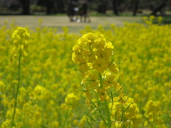 菜の花畑