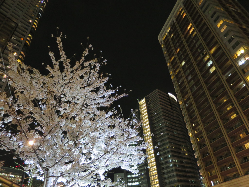 都会の夜桜