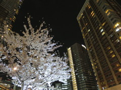 都会の夜桜